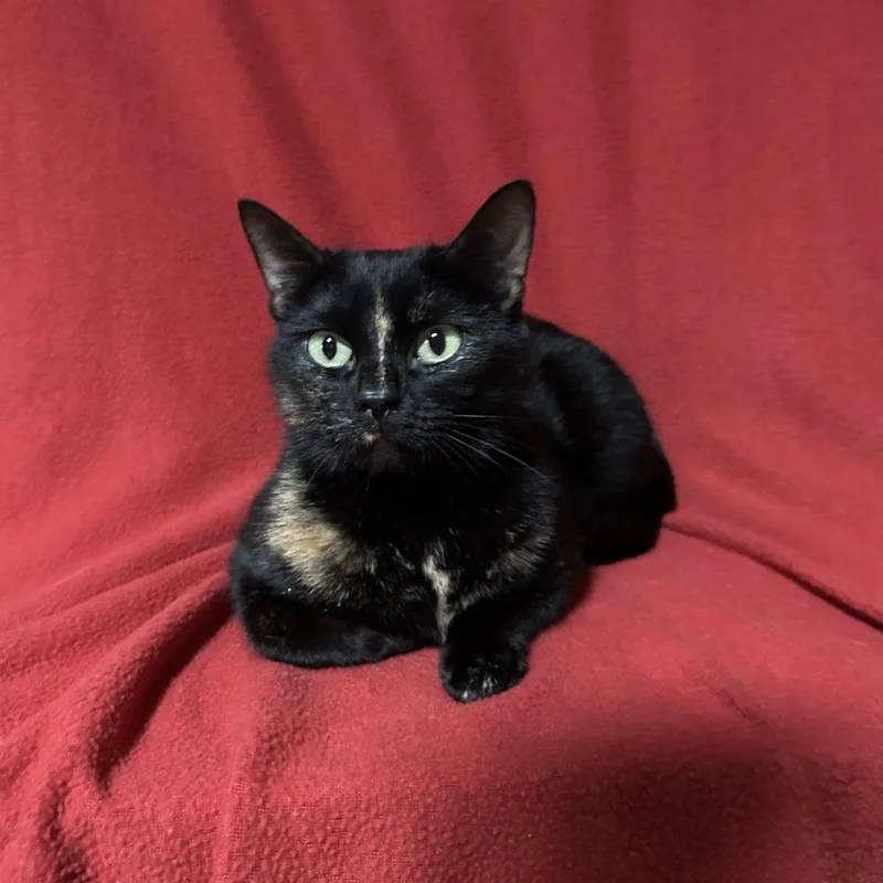 A young medium-sized female Tortoiseshell Domestic Short Hair cat named Posie for adoption in Conway, NH