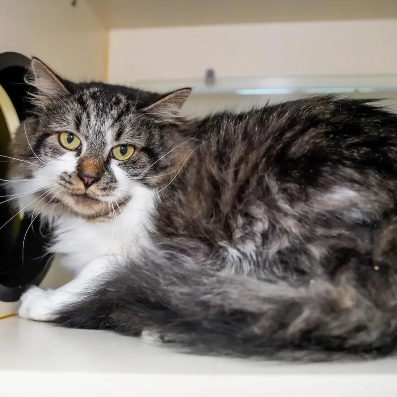 A senior large-sized male Black Domestic Long Hair cat named Pit Kit Pretty Boy for adoption in Thomaston, ME