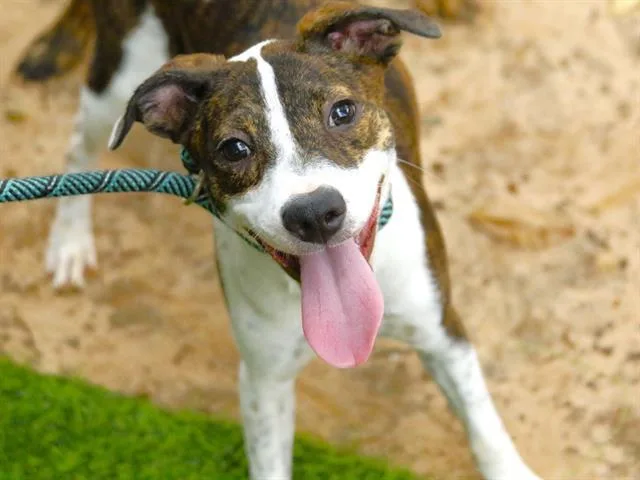 A baby small-sized female Plott Hound dog named Zuma for adoption in Tallahassee, FL