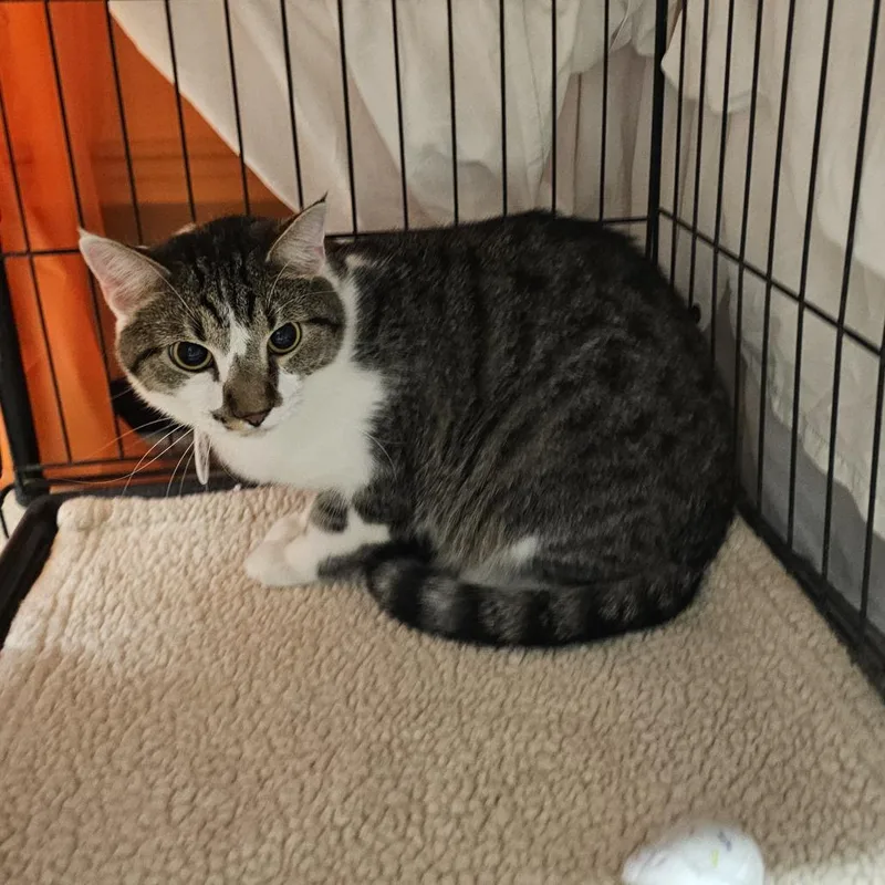 A young large-sized male Gray / Blue / Silver Domestic Short Hair cat named Will for adoption in Normal, IL