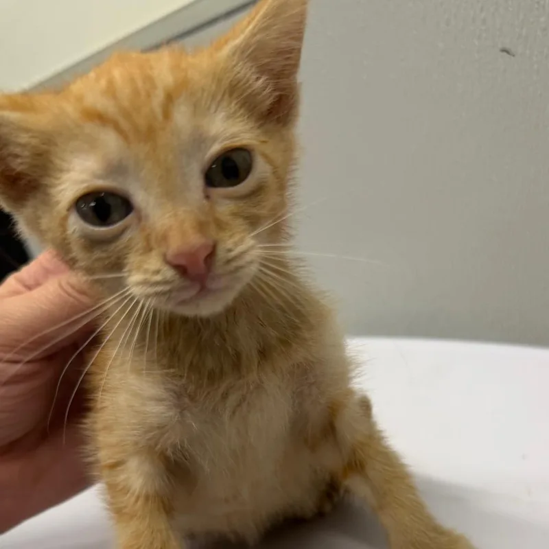 A baby small-sized female Orange / Red Domestic Short Hair cat named Daphne for adoption in Tampa, FL