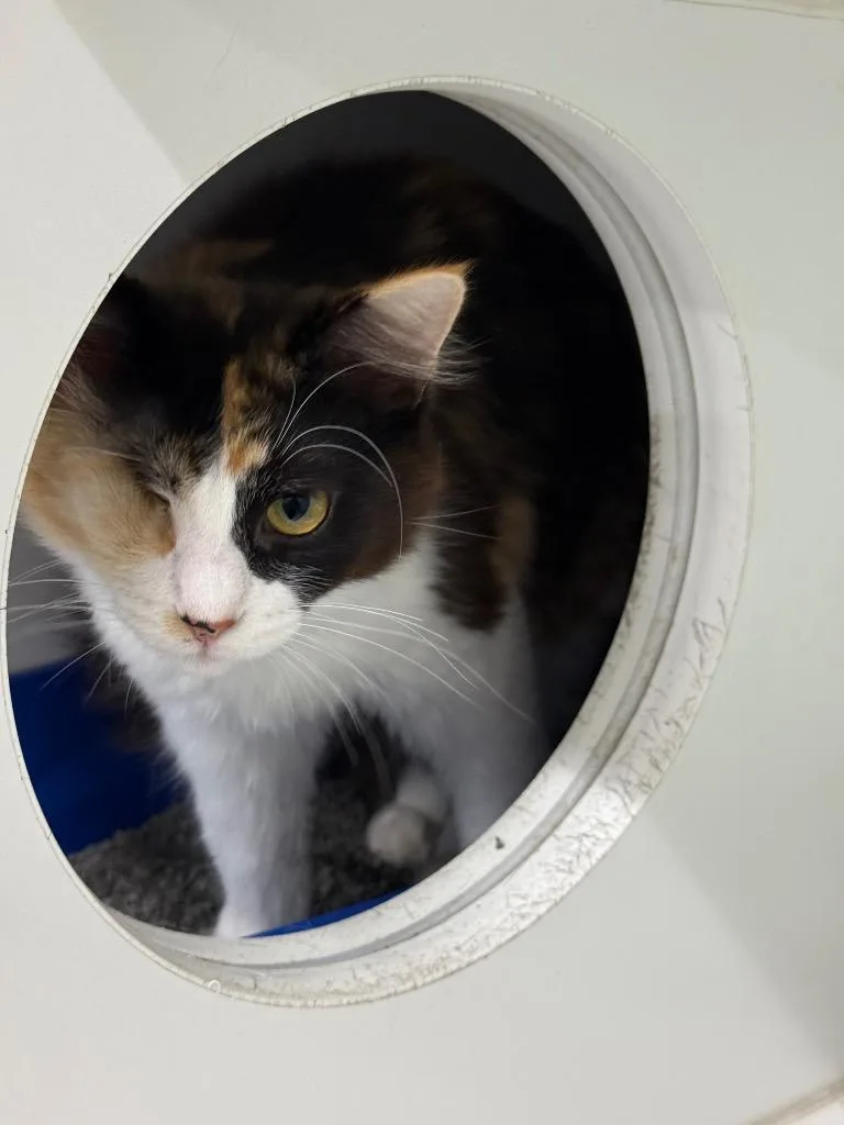 A baby small-sized female Domestic Short Hair cat named Baste for adoption in Sapulpa, OK