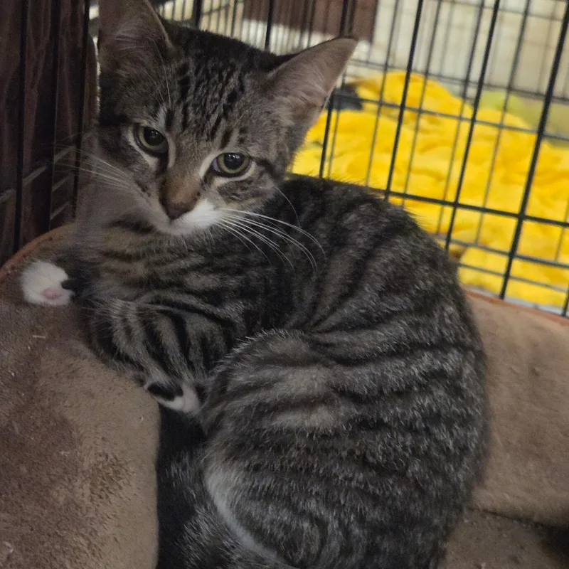 A baby medium-sized female Brown / Chocolate Domestic Short Hair cat named Hattie for adoption in Moriches, NY
