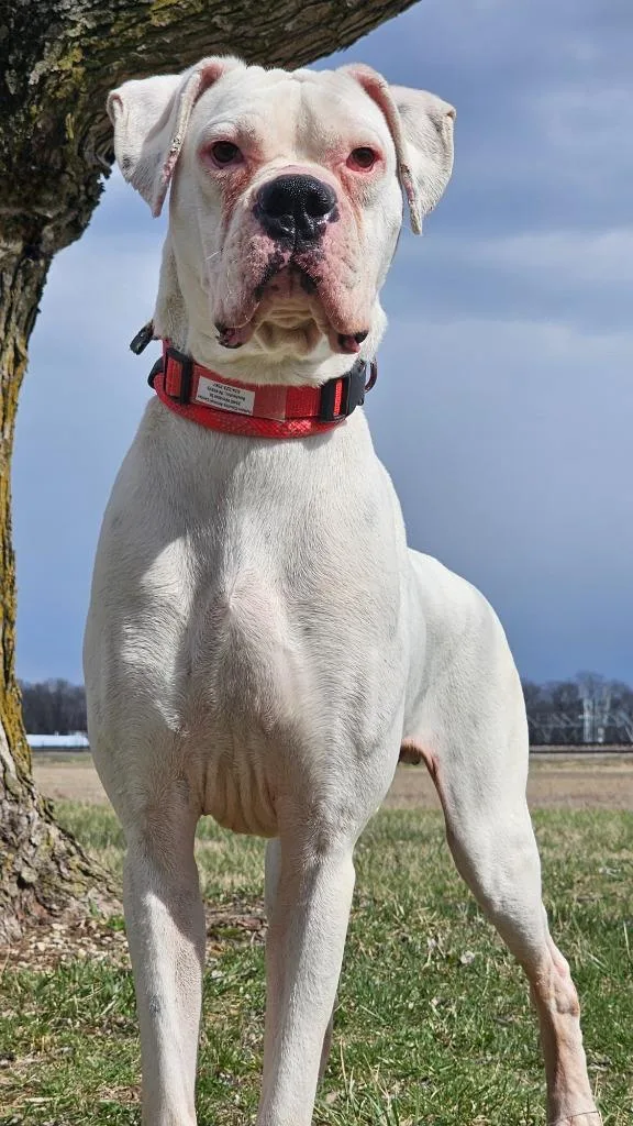 A young medium-sized male Boxer dog named Mulligan for adoption in Huntington, IN