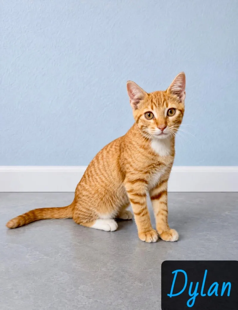 A young medium-sized male Orange & White Domestic Short Hair cat named Dylan for adoption in Englewood, FL