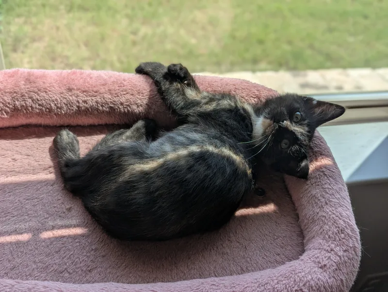 A baby medium-sized female Tortoiseshell Domestic Short Hair cat named Donut for adoption in Fort Worth, TX
