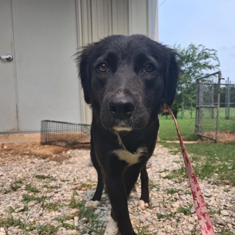 An adult medium-sized female Black Mixed Breed dog named Sina for adoption in Pauls Valley, OK
