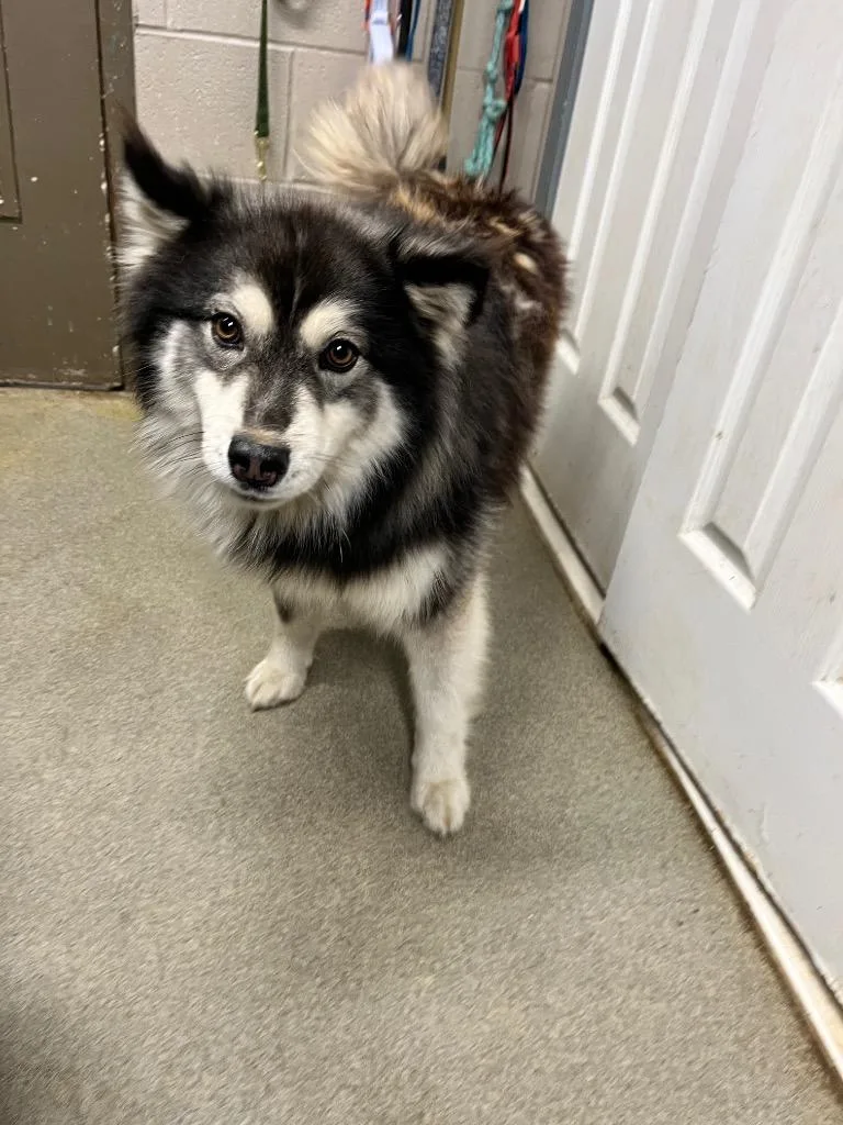 A young large-sized male Husky dog named George for adoption in Hopkinsville, KY