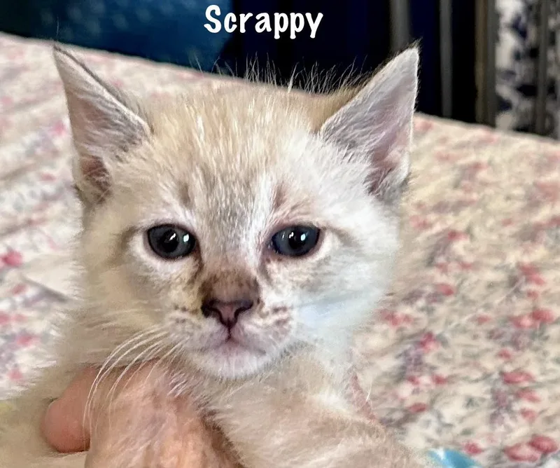 Scrappy