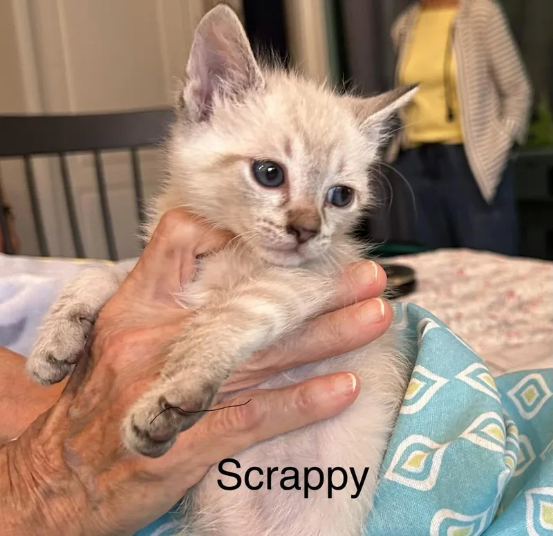 Scrappy thumbnail 2
