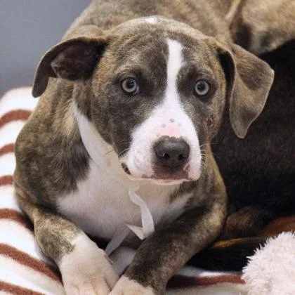 A young medium-sized female Mixed Breed dog named Hipe for adoption in Lansing, MI