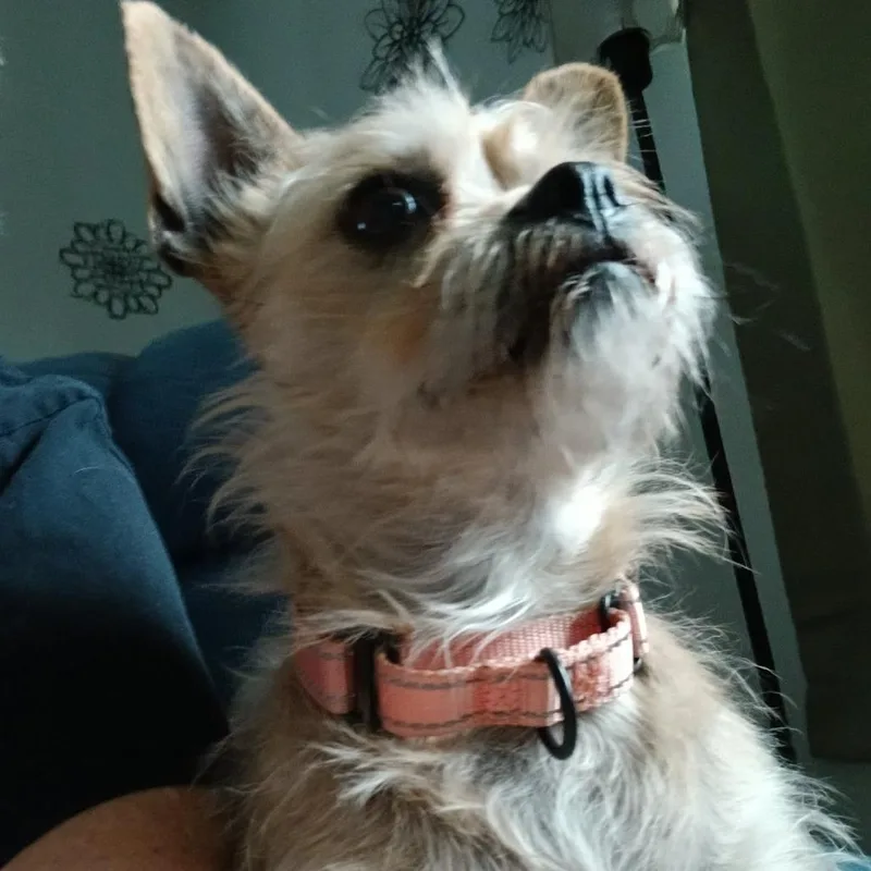 A senior small-sized female Yellow / Tan / Blond / Fawn Mixed Breed dog named Ivy for adoption in Olathe, KS