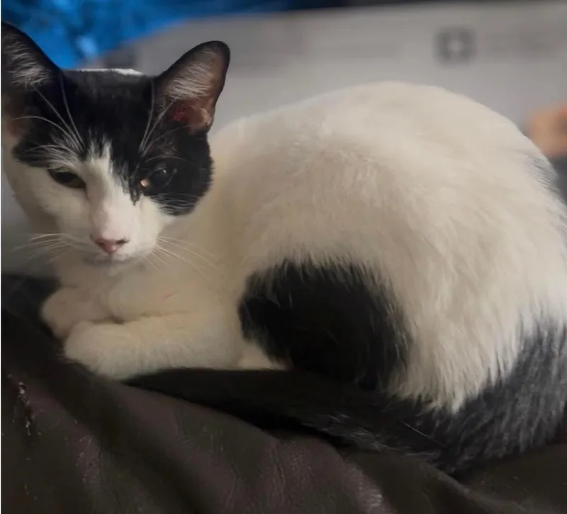 A young medium-sized female Domestic Short Hair cat named Vaca Lora for adoption in Bayonne, NJ