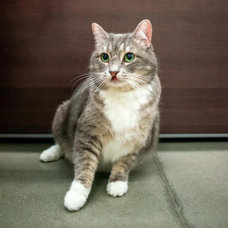 A senior large-sized female Gray / Blue / Silver Domestic Short Hair cat named Pinker for adoption in West Jordan, UT