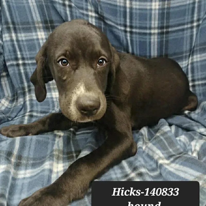 A baby medium-sized male Coonhound dog named Hound for adoption in New Tazewell, TN