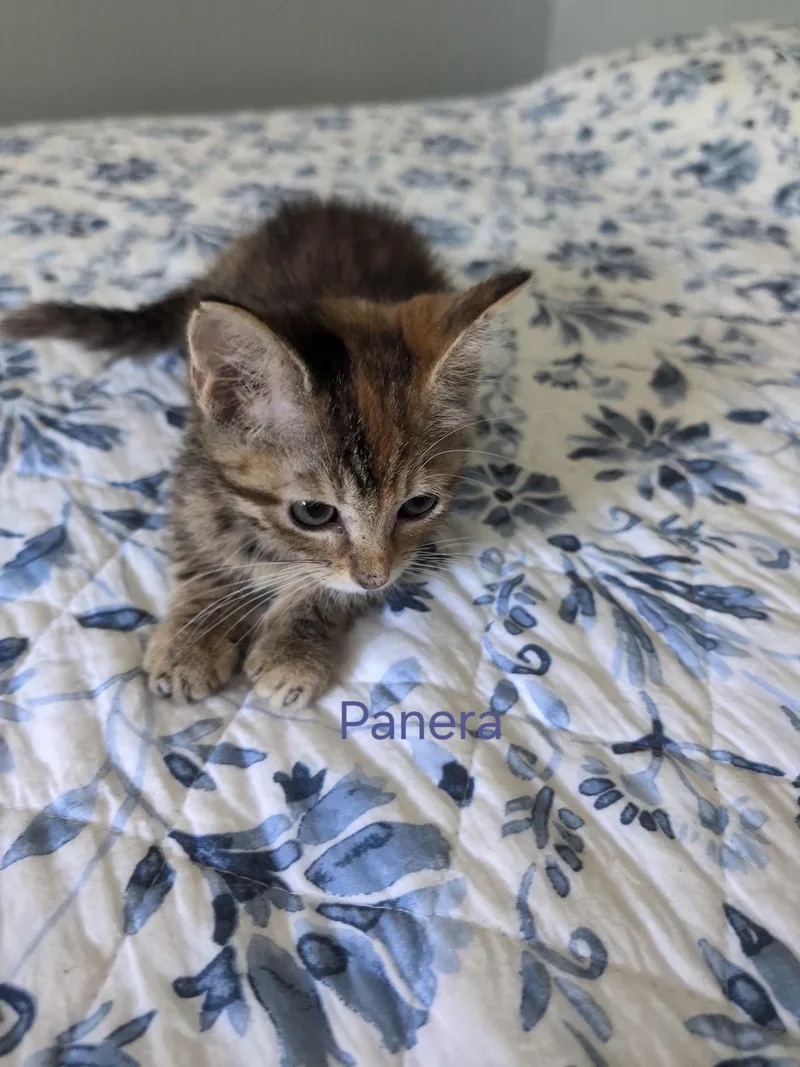 Panera