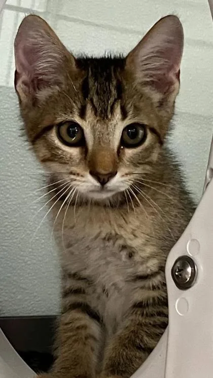 A baby small-sized male Domestic Short Hair cat named Zeppole for adoption in Venice, FL
