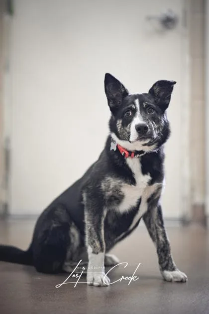 A young large-sized female Mixed Breed dog named Scout for adoption in Kalispell, MT