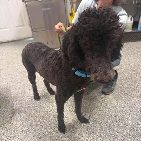 An adult medium-sized female Black Standard Poodle dog named Abercrombie for adoption in Fredericksburg, VA