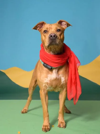 An adult medium-sized female Mixed Breed dog named Cinnamon for adoption in Atlanta, GA