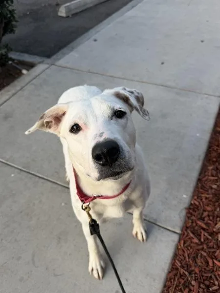 An adult large-sized female Dalmatian dog named Squirm for adoption in San Diego, CA