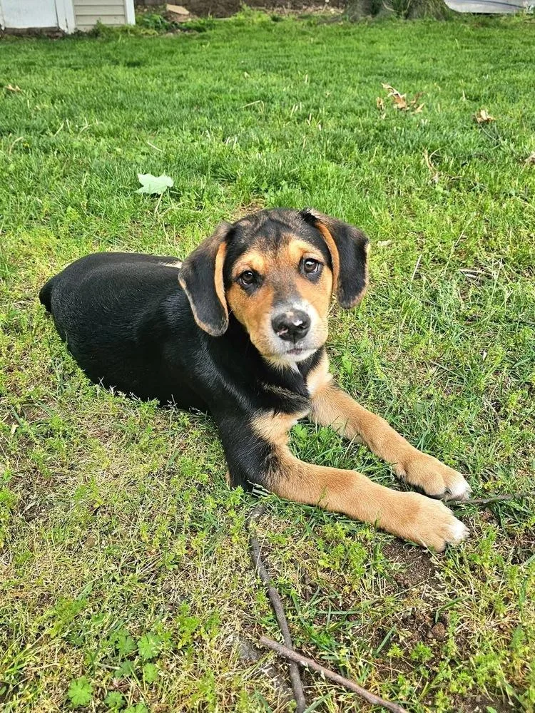 A baby medium-sized male Brown / Chocolate Mixed Breed dog named Axel for adoption in Dorr, MI