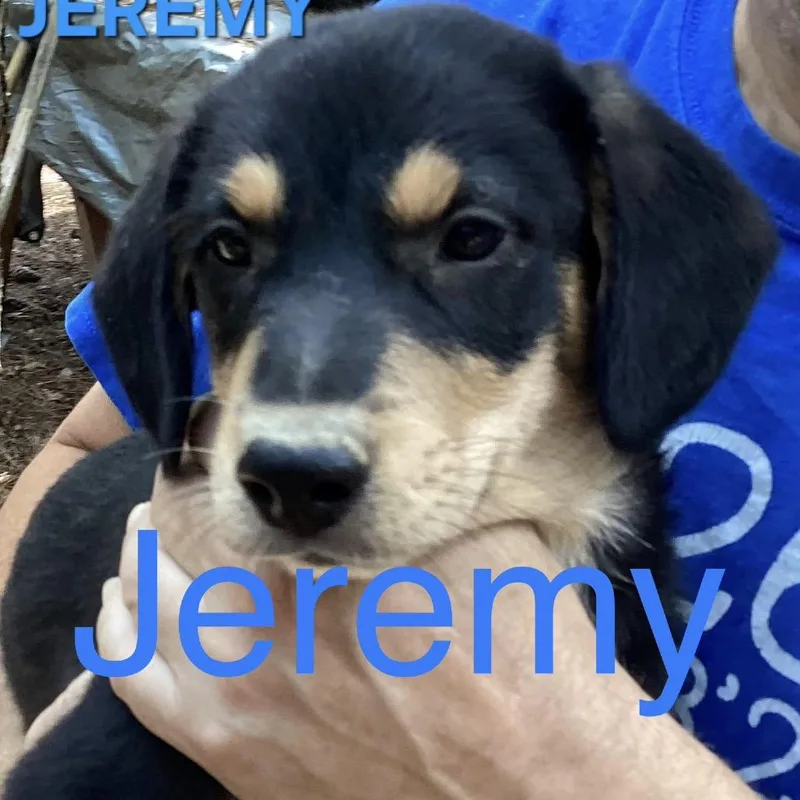 A baby large-sized male Black Mixed Breed dog named NY Jeremy Avail Aug for adoption in Eastford, CT
