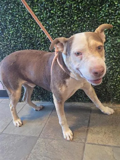 An adult small-sized male Brown / Chocolate Shepherd dog named Oswald for adoption in El Paso, TX