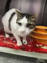 An adult medium-sized male Tabby (Brown / Chocolate) Domestic Short Hair cat named Saint for adoption in Manitowoc, WI
