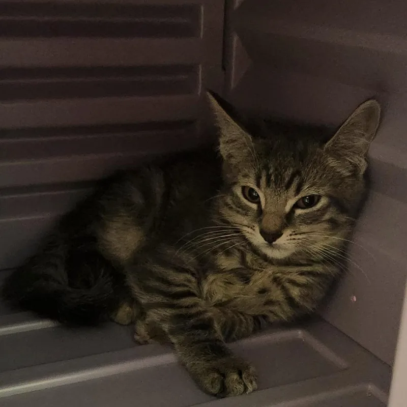 A baby small-sized male Domestic Medium Hair cat named Link for adoption in Watertown, NY