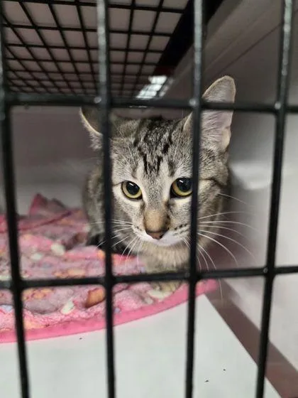 An adult small-sized male Domestic Short Hair cat named Scooby for adoption in Shawano, WI