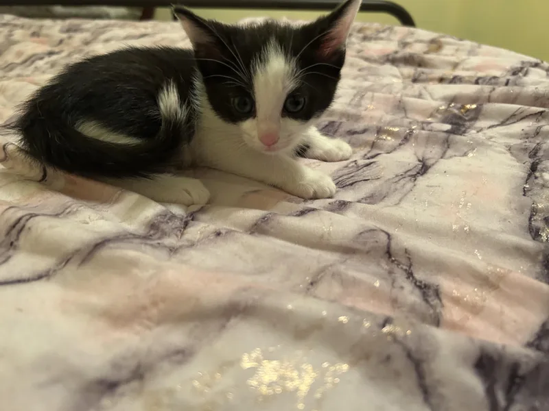 A baby medium-sized female Black & White / Tuxedo Domestic Short Hair cat named Minnie for adoption in Richmond, VA