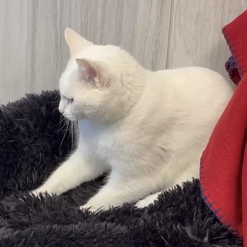 An adult medium-sized male Brown / Chocolate Domestic Long Hair cat named Par for adoption in Franklin, TN