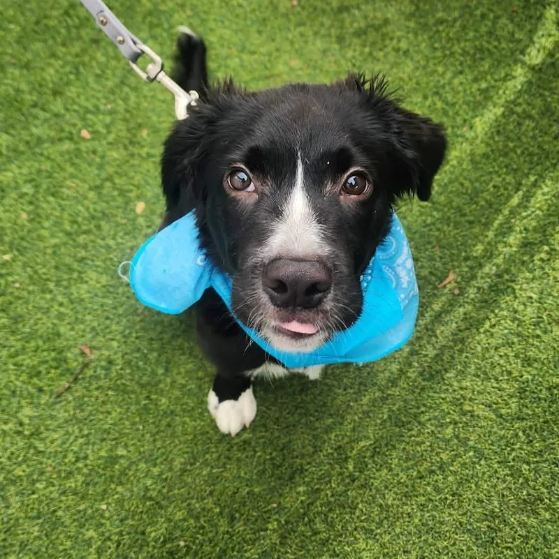 A baby medium-sized male Black Collie dog named Pepsi for adoption in Oak Point, TX