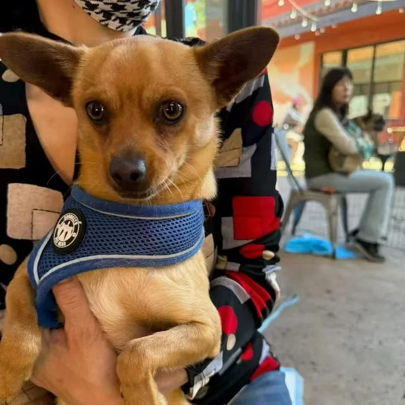 A baby small-sized male Golden Chihuahua dog named Billow for adoption in Van Nuys, CA