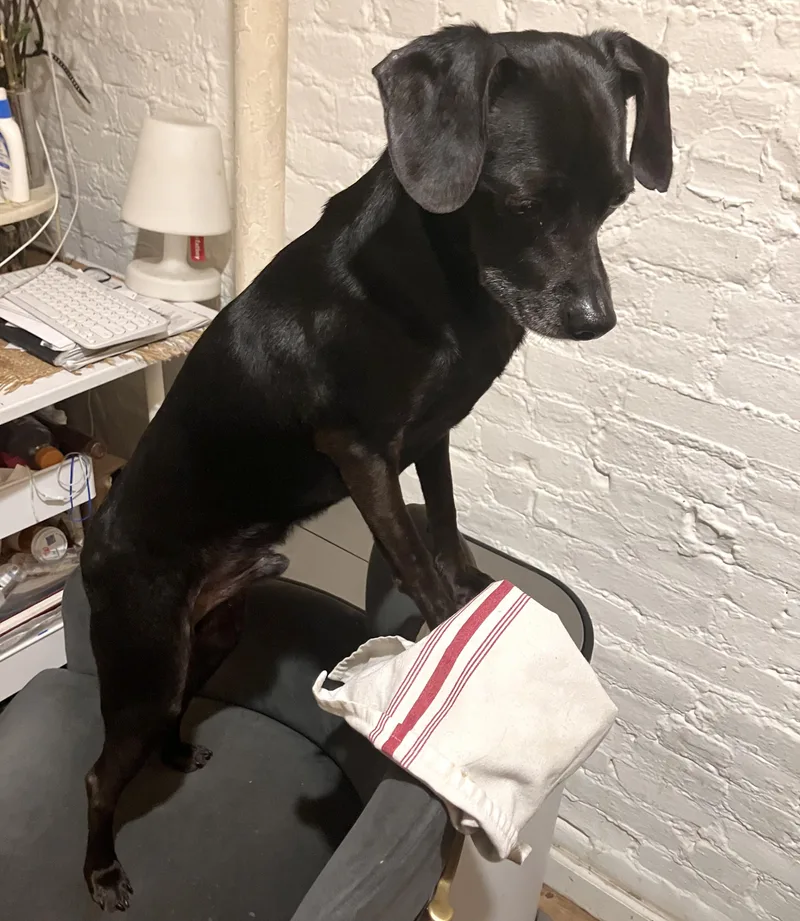 A young small-sized male Black Chiweenie dog named Isaac for adoption in Brooklyn, NY