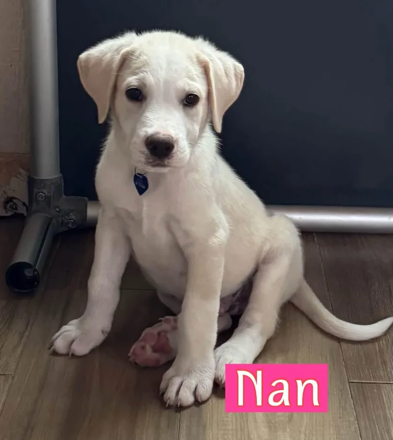 Nan thumbnail 2