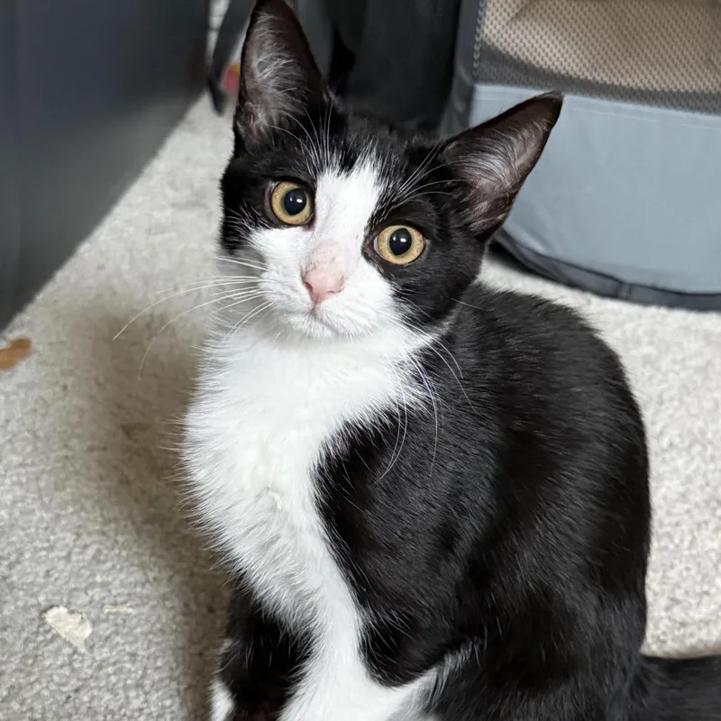 Matilda