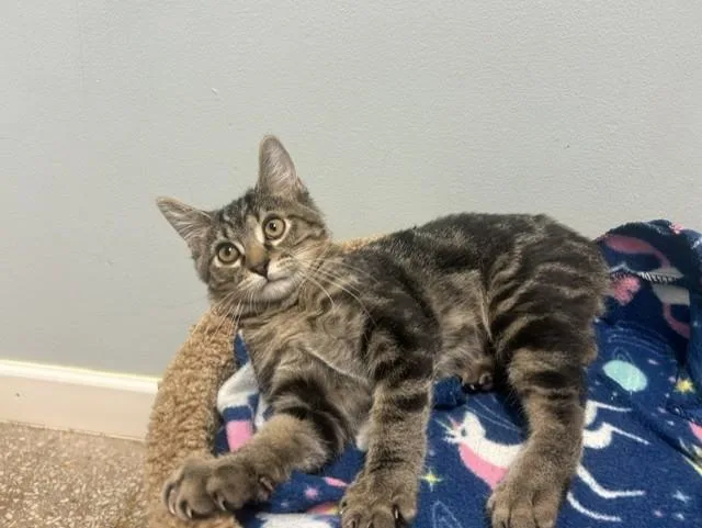 A baby medium-sized male Domestic Short Hair cat named Orion for adoption in Chicago, IL
