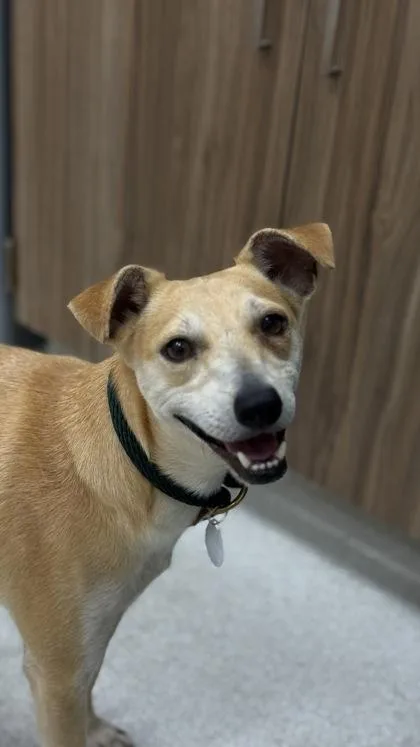 An adult medium-sized male Terrier dog named Hashbrown for adoption in Honolulu, HI