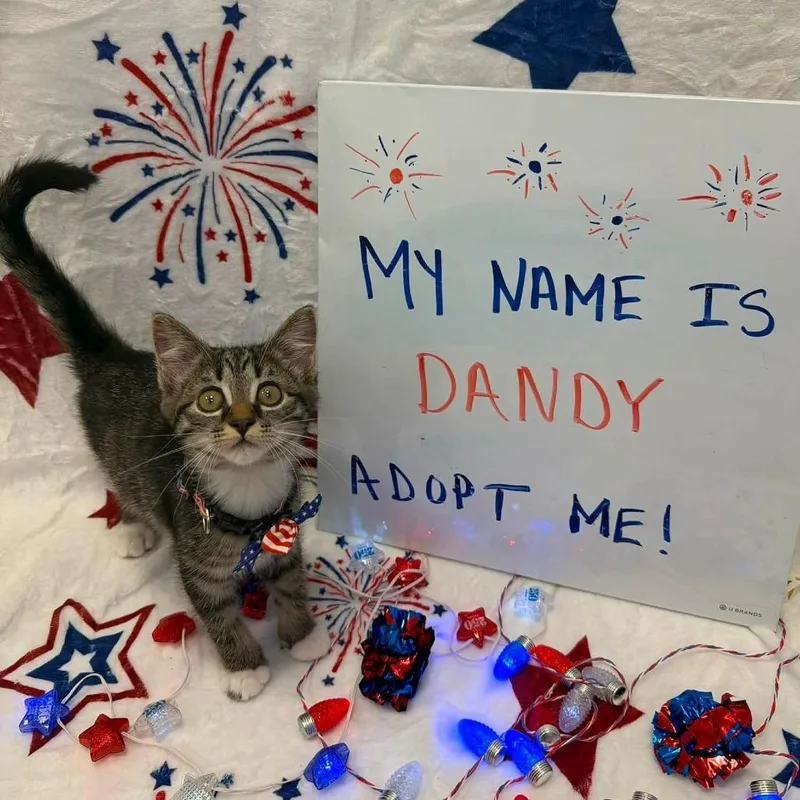 A baby small-sized female Brown / Chocolate Domestic Short Hair cat named Dandy for adoption in Carmel, IN