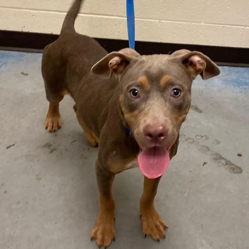 A baby medium-sized male Gray / Blue / Silver Mixed Breed dog named Smoke for adoption in Memphis, TN