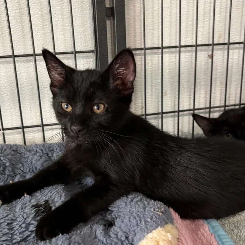 A young medium-sized female Domestic Short Hair cat named Morgana for adoption in Crookston, MN