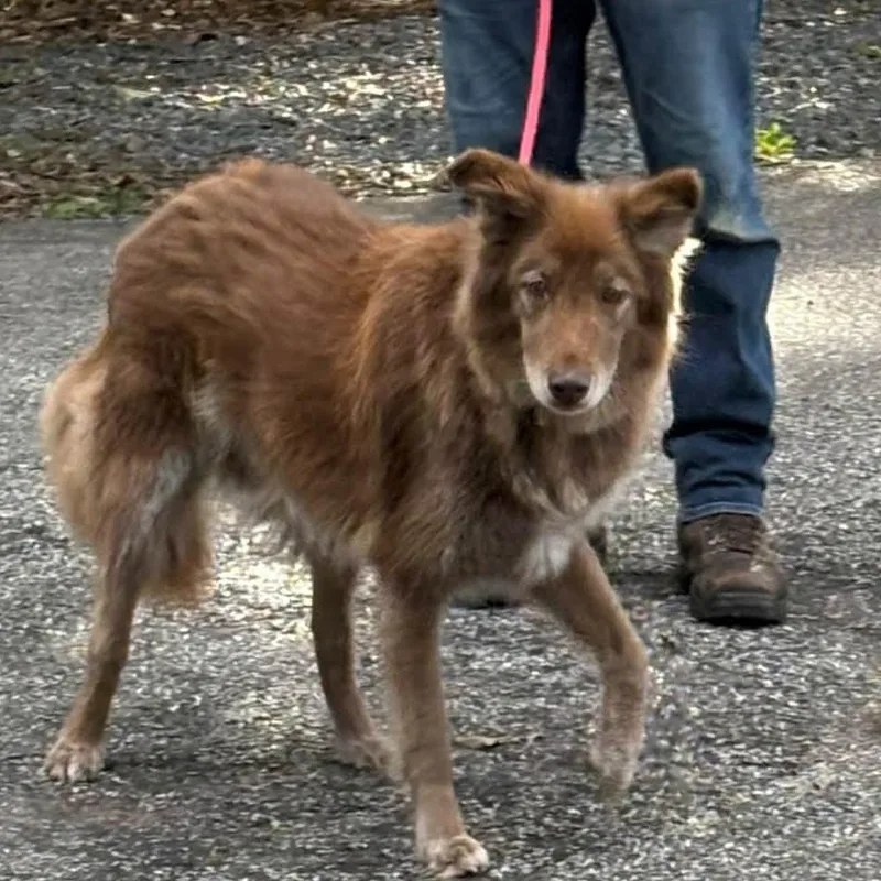 A senior medium-sized male Chocolate Labrador Retriever dog named Gage for adoption in Severn, MD