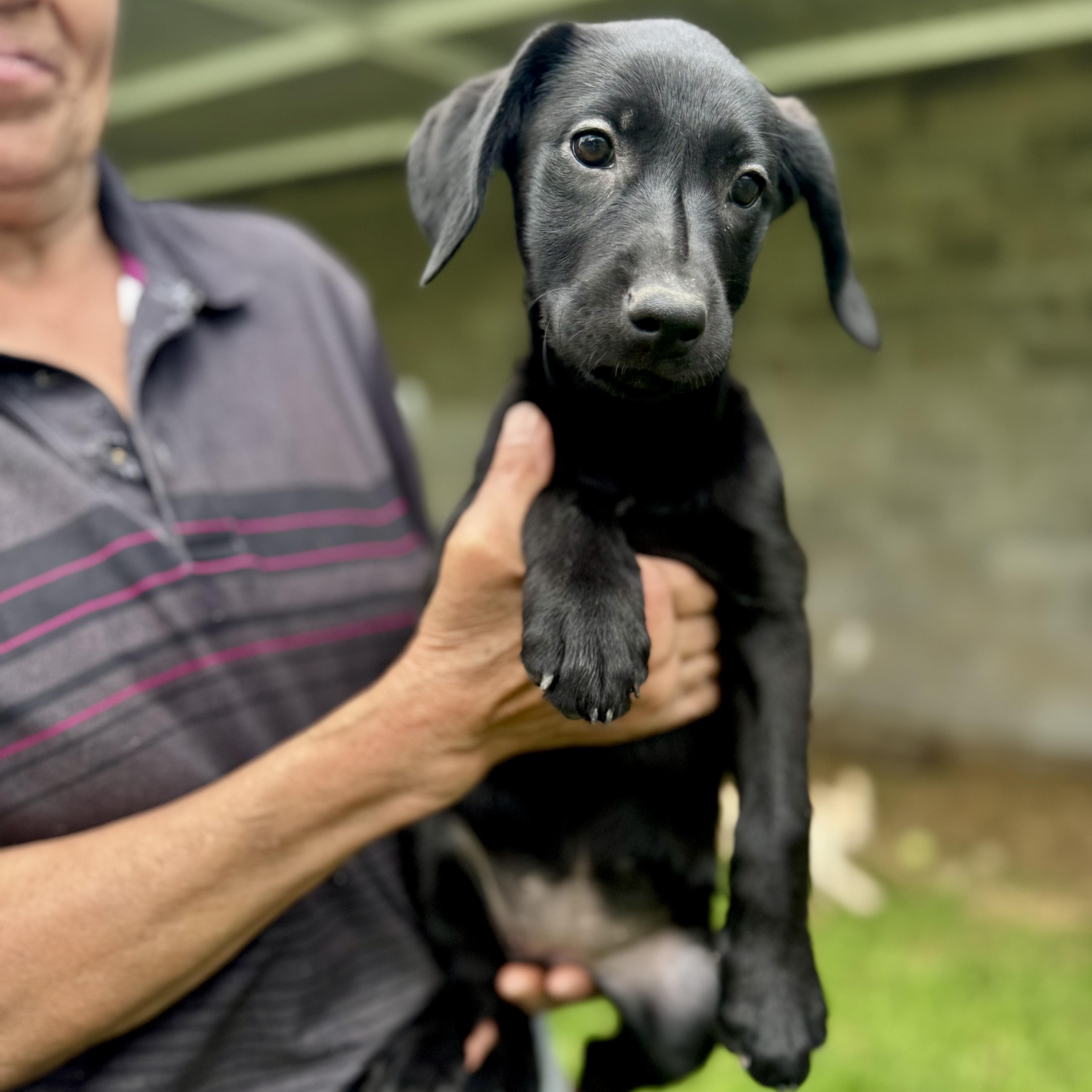 A baby medium-sized female Black Labrador Retriever dog named Poopy for adoption in Manvel, TX