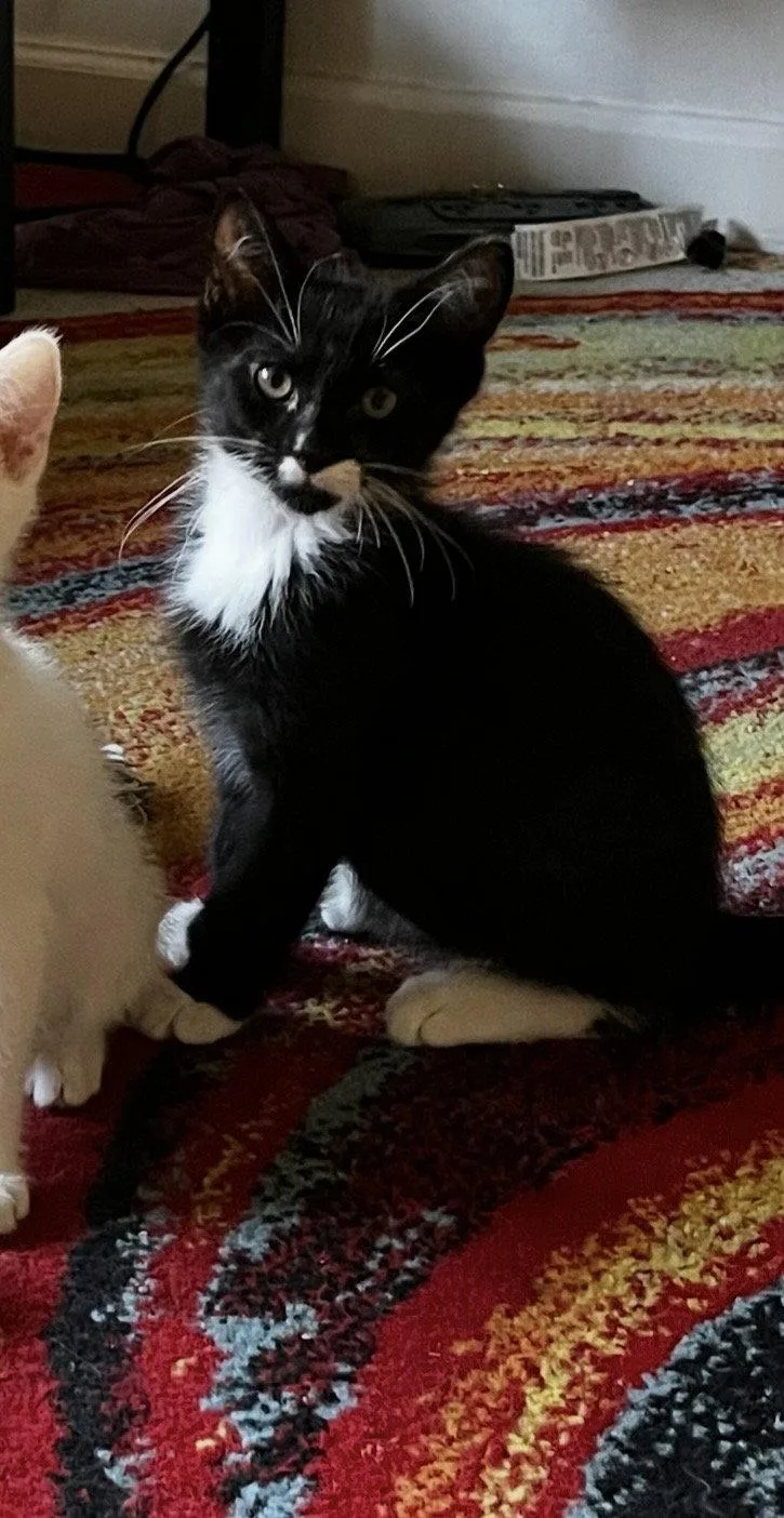 A young medium-sized male Black & White / Tuxedo Domestic Short Hair cat named Sesame for adoption in Scottsdale, AZ