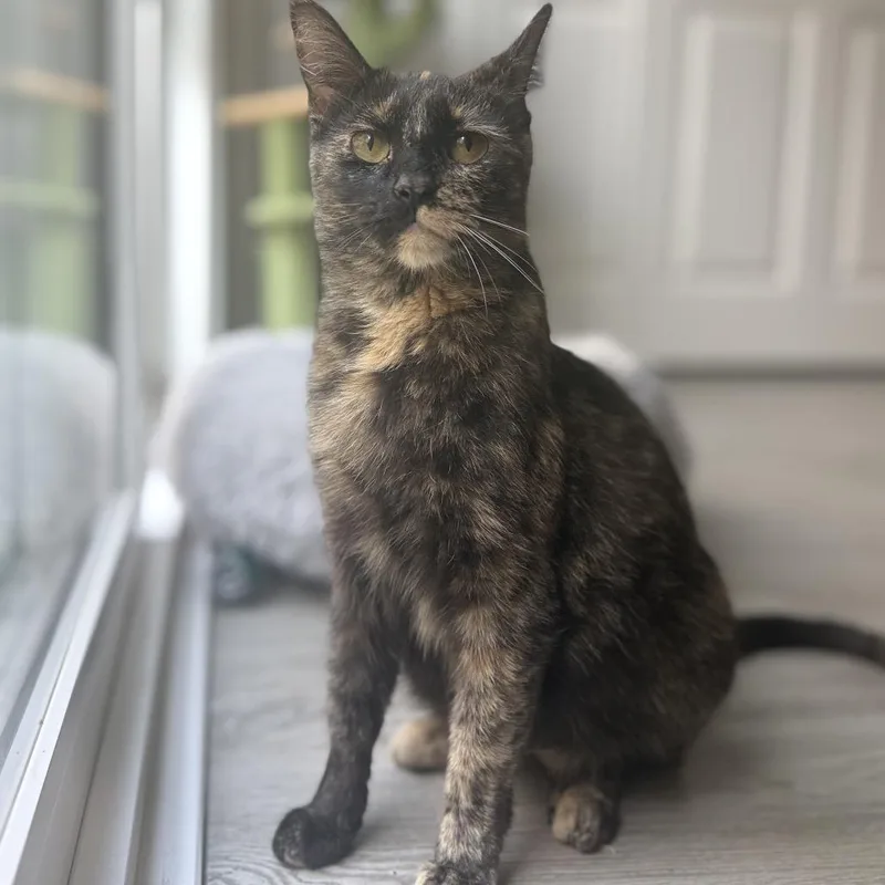 A young small-sized female Tortoiseshell Domestic Short Hair cat named Hazel for adoption in Tustin, CA
