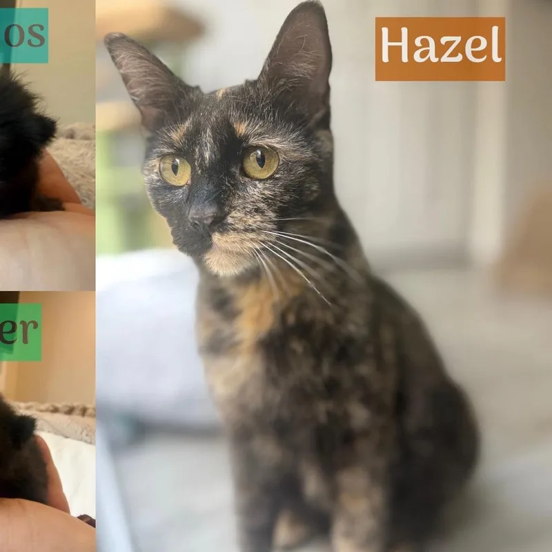 Hazel thumbnail 2