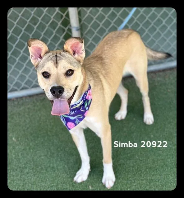 A baby medium-sized female Tricolor (Brown, Black, & White) Shepherd dog named Simba for adoption in Marietta, GA