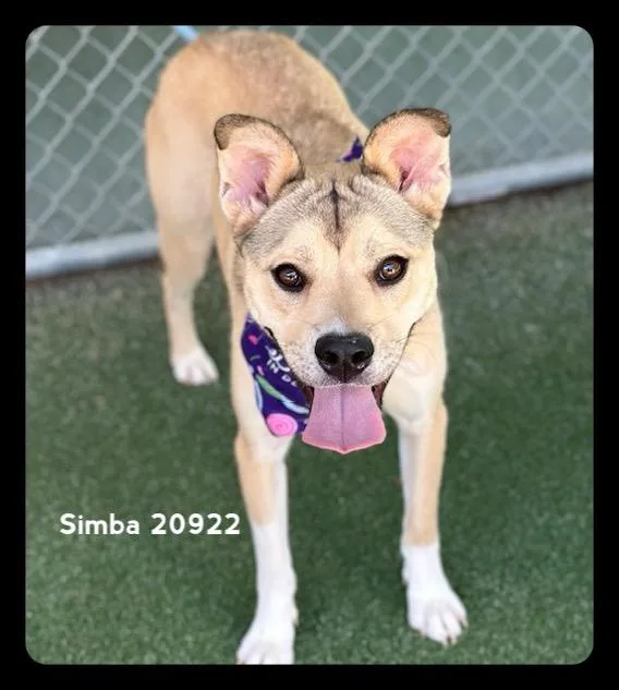Simba thumbnail 2